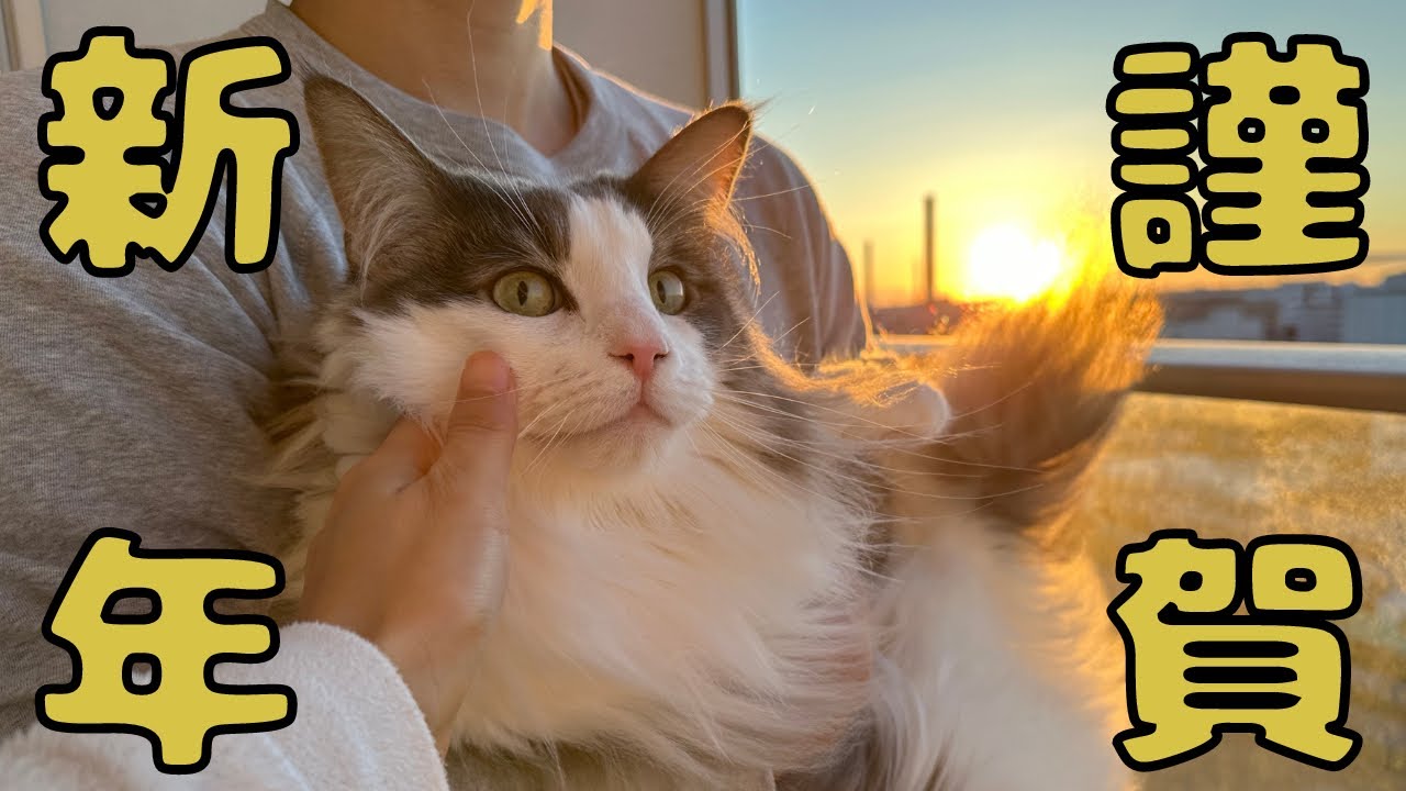 お年玉（おやつ）に歓喜する猫【メインクーン】
