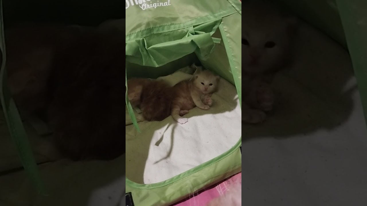 31 декабря 2023 г. Котятам 16 дней. #курильскийбобтейл #котикитакиекотики #милыекотики