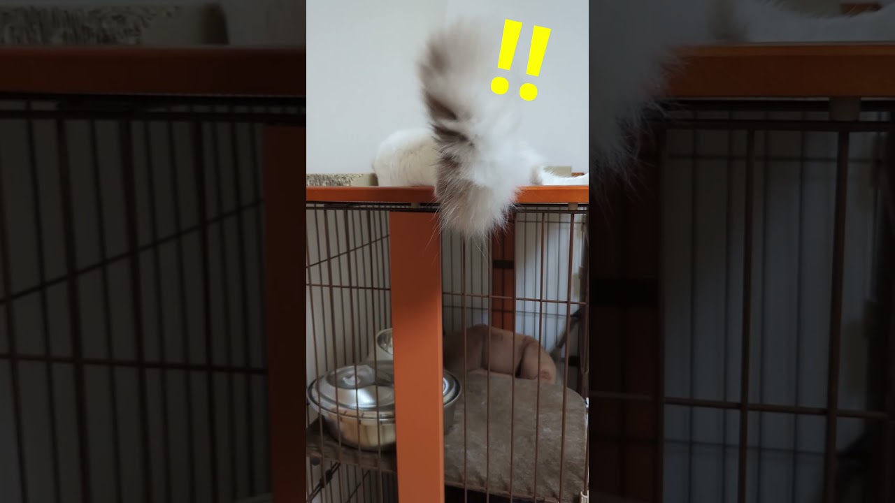 この子、しっぽまで可愛いんです‼#ラグドール #ブルーポイントバイカラー #ねこ #おもしろ #ragdoll #cat