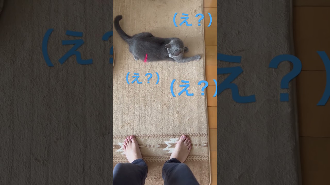 光に戸惑う猫🐱💦（ロシアンブルー）#shorts