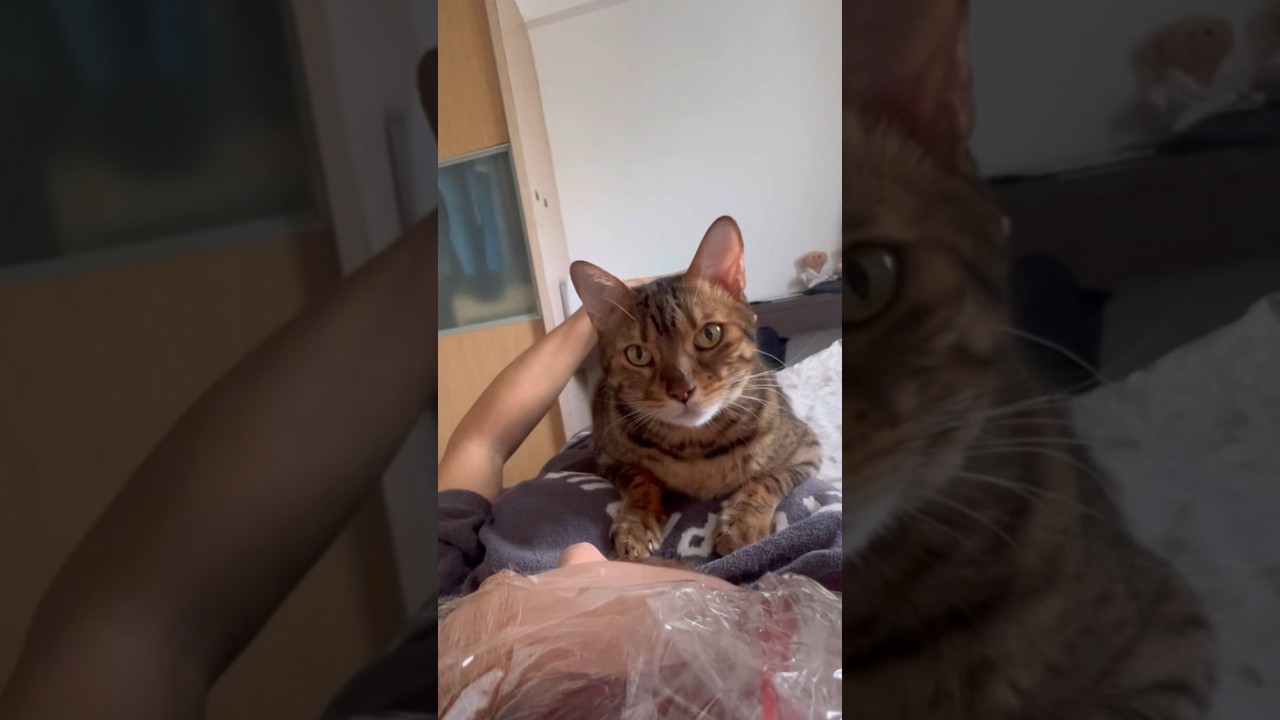 ママのお腹の上で甘える猫が可愛すぎる【ベンガル猫】