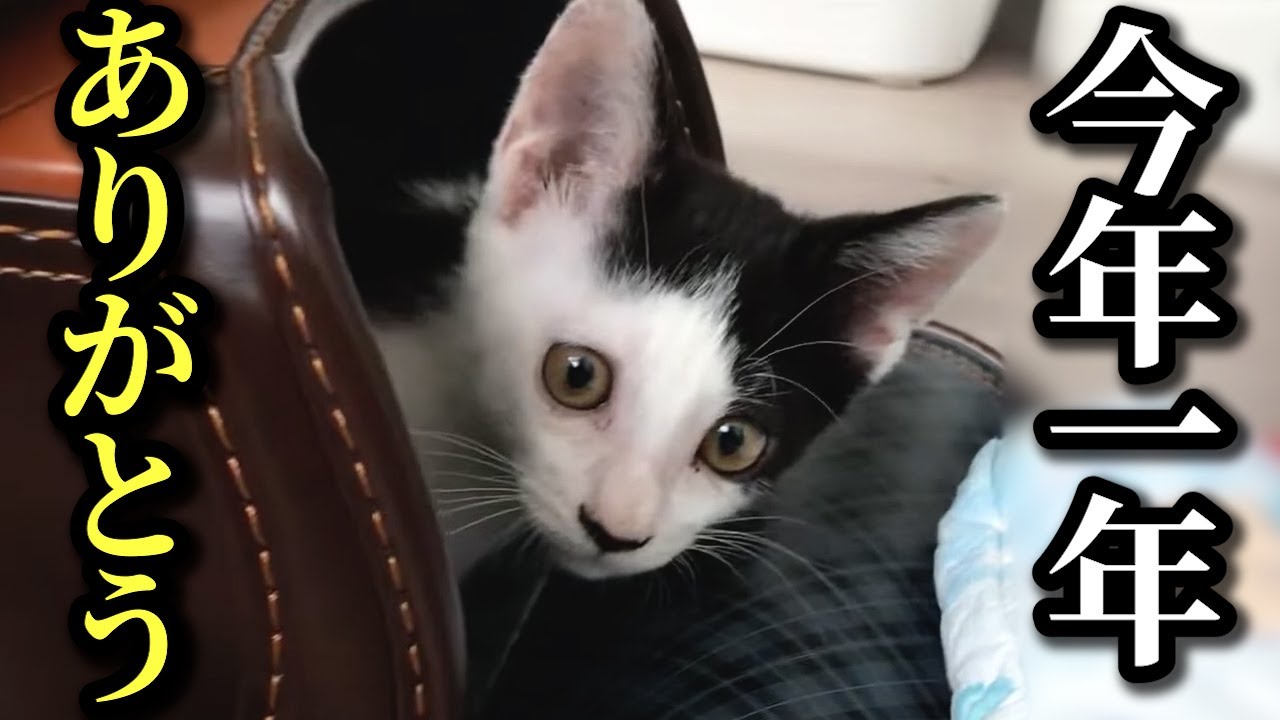 2023年最後も溺愛される子猫