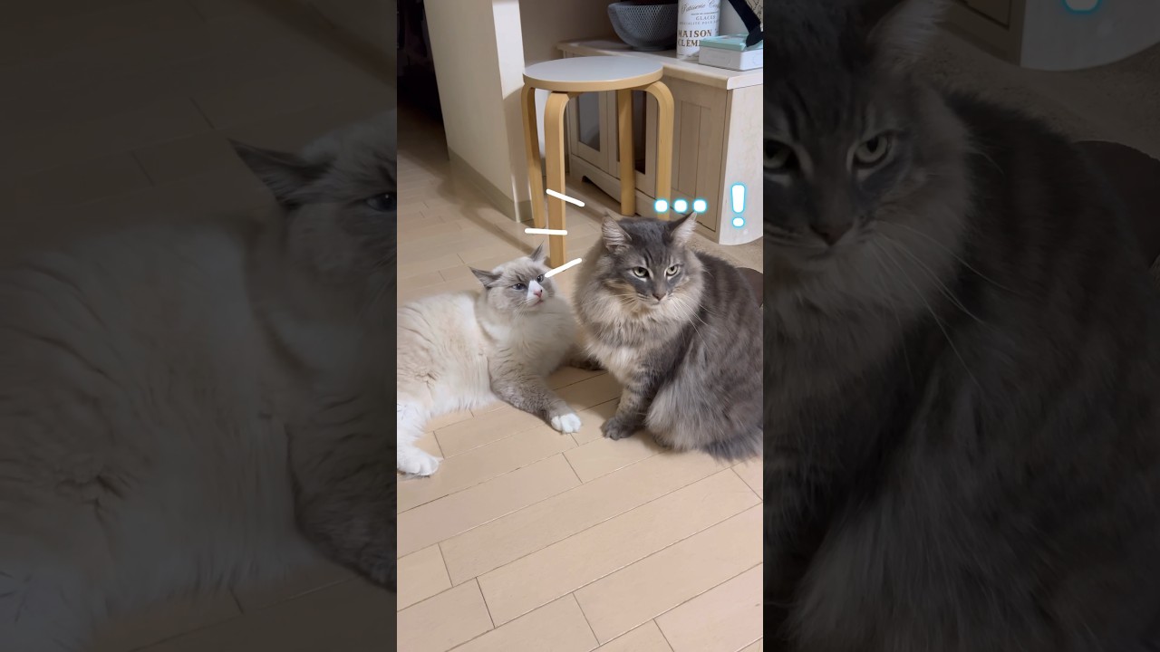 さり気なくかわす猫 #shorts #猫 #ノルウェージャンフォレストキャット #サイベリアン #cat