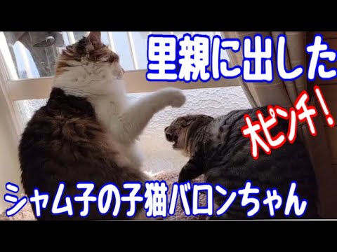 実家に巣立ったシャム子の子猫バロンちゃんが、、、ボコられてるーー！　#cat #保護猫 #元野良猫 #ねこ #癒し