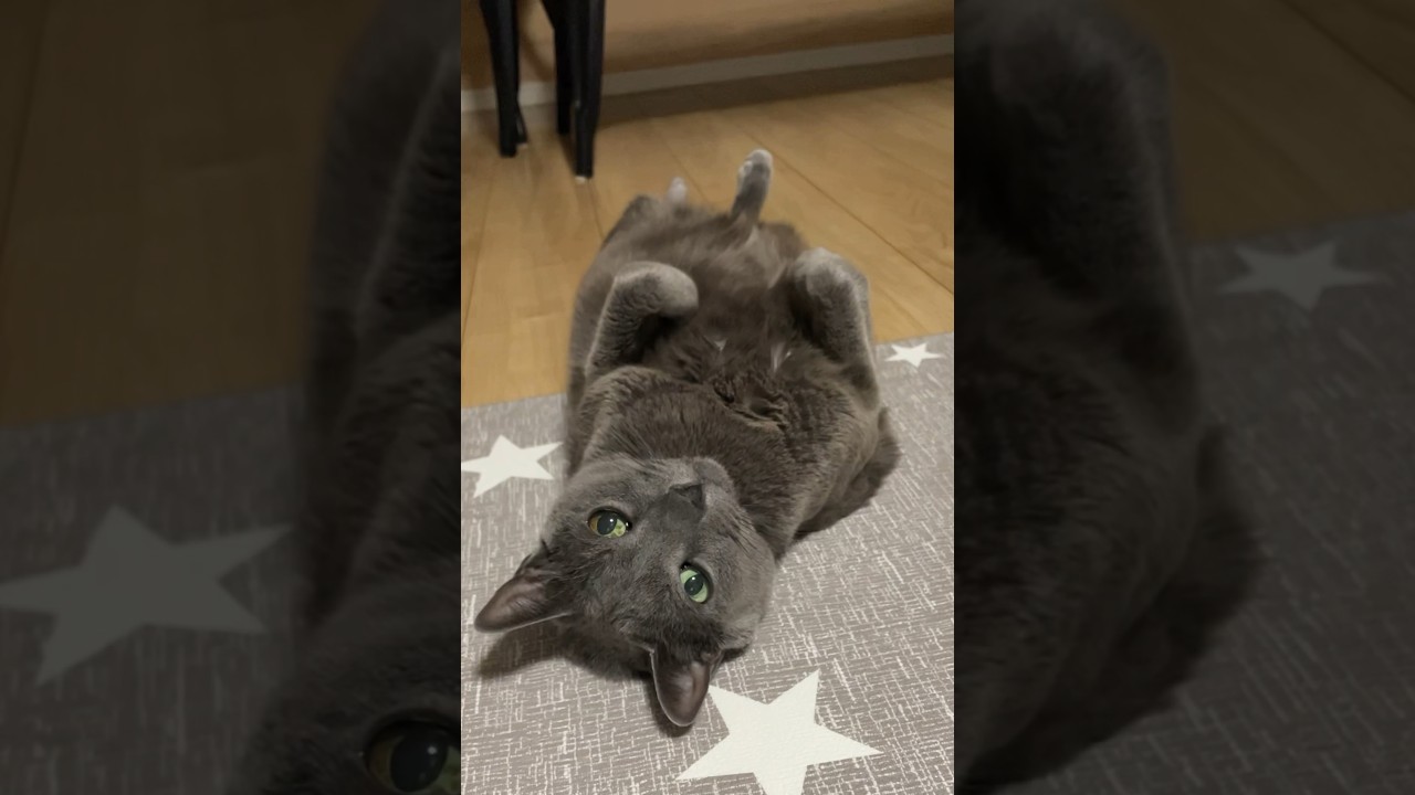 20240101 #shorts #cat #猫 #ロシアンブルー