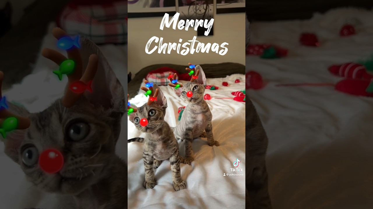 Merry Christmas #devonrex #cat #kitten #christmas