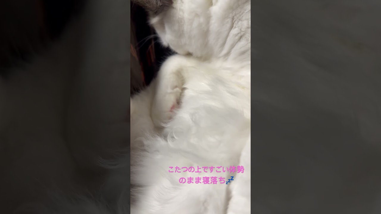 ラグドール猫さんお膝の上で気付いたら寝落ち