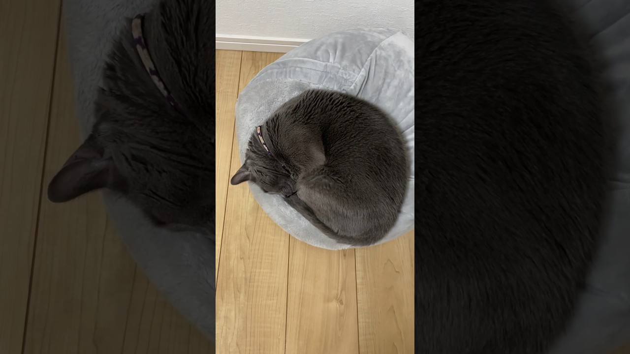 ゴロゴロというよりキュルキュル_20231225 #shorts #cat #猫 #ロシアンブルー