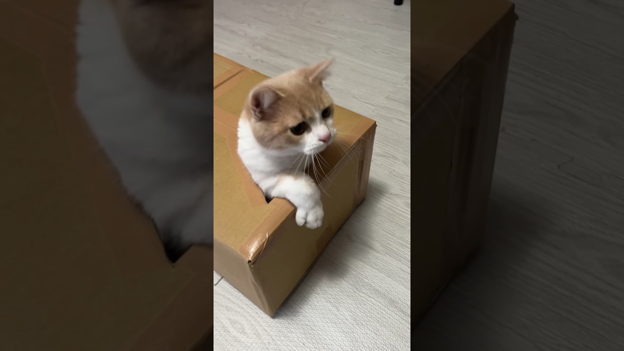 詰まって抜けない猫 #猫 #cat