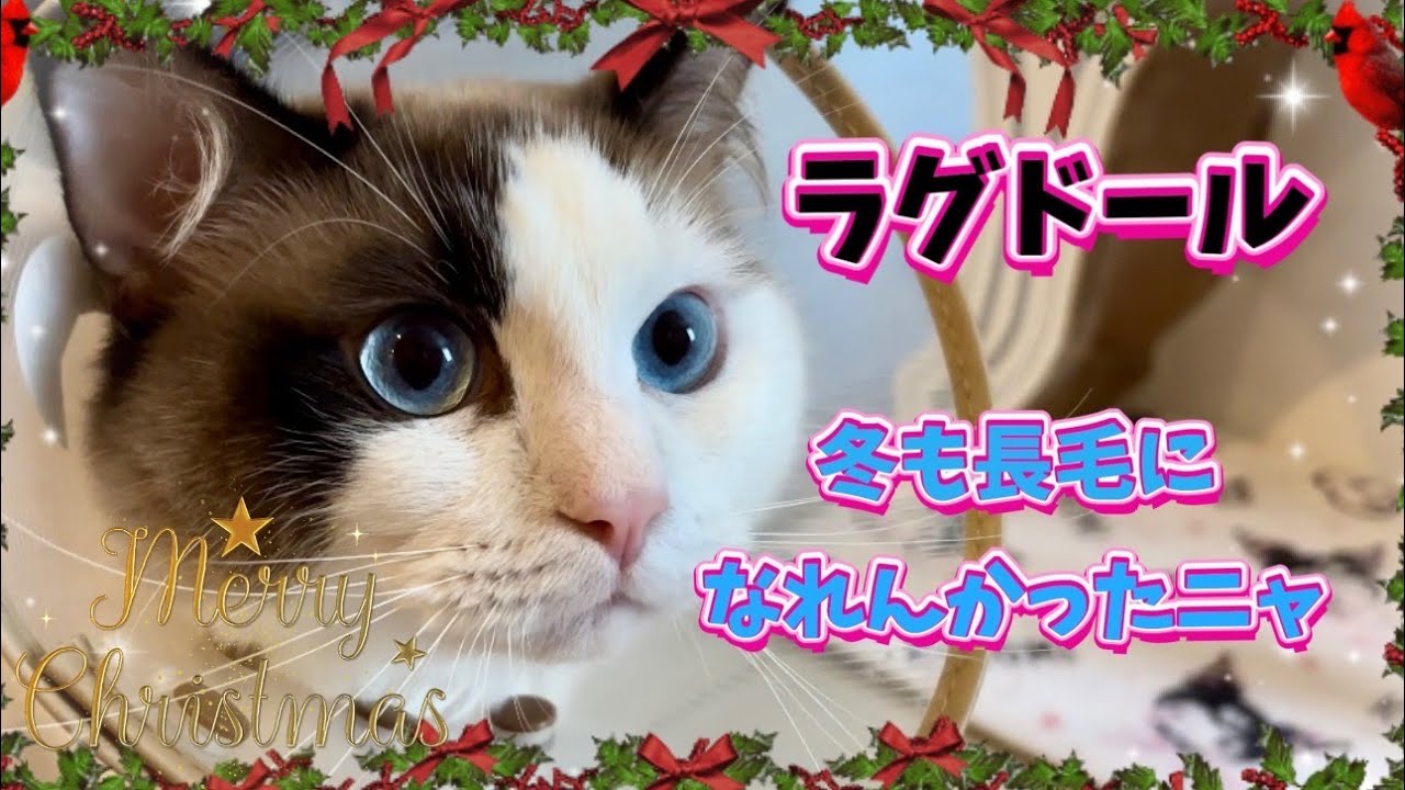 短毛のラグドールに今冬の長毛はあきらめてくれと言われた気がしたいつかのメリークリスマス🎄😈⚡️