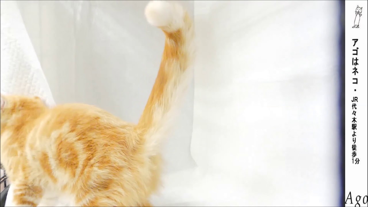 アメリカンカール　アゴはネコ　とっても甘えん坊な性格のコです。