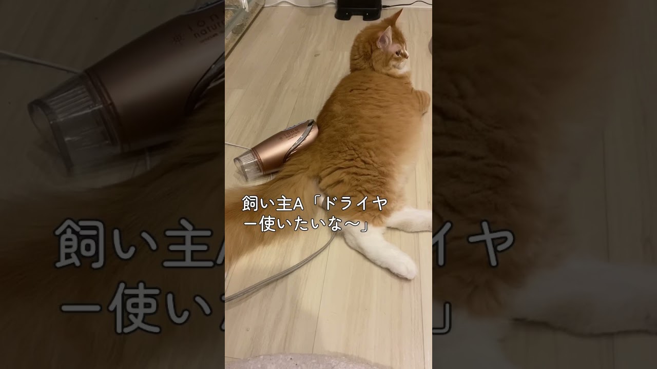 【サイベリアンの子猫】ドライヤーを使わせたくないシシ #cat #siberian #ねこ #siberiancat #子猫 #サイベリアン #short #shorts