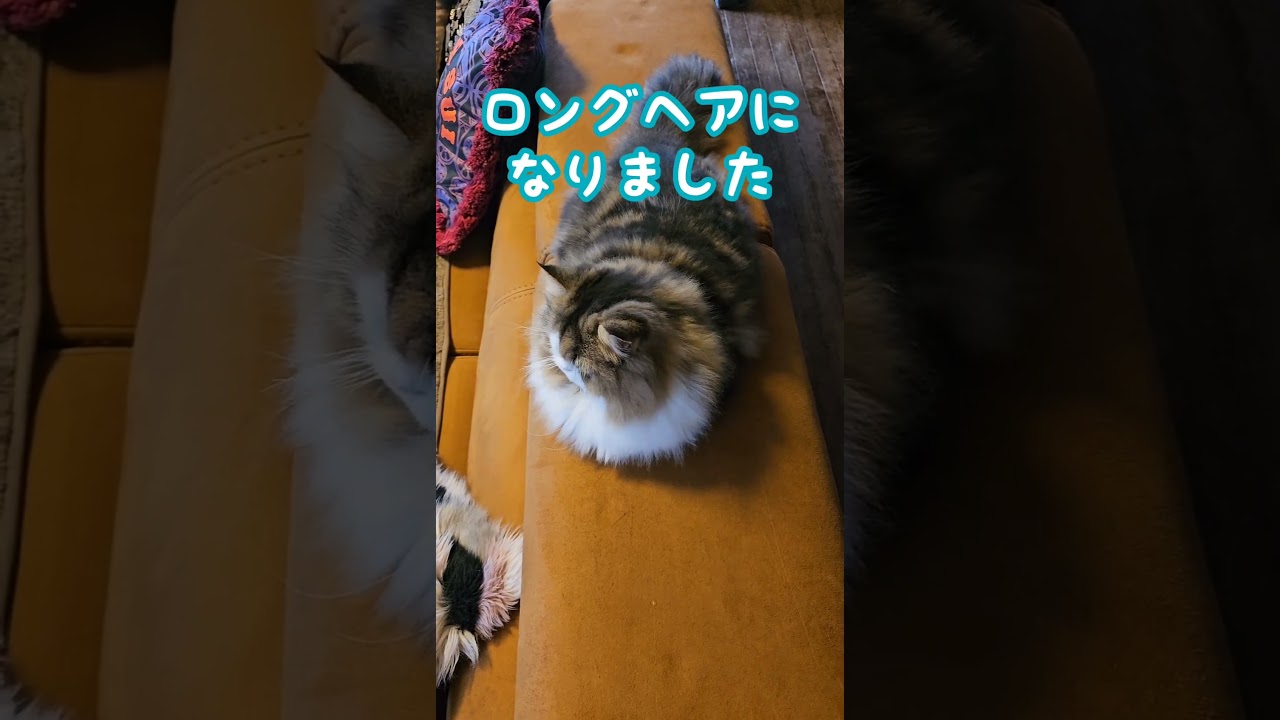 【冬毛】モフモフでお顔が埋っちゃった? #shorts