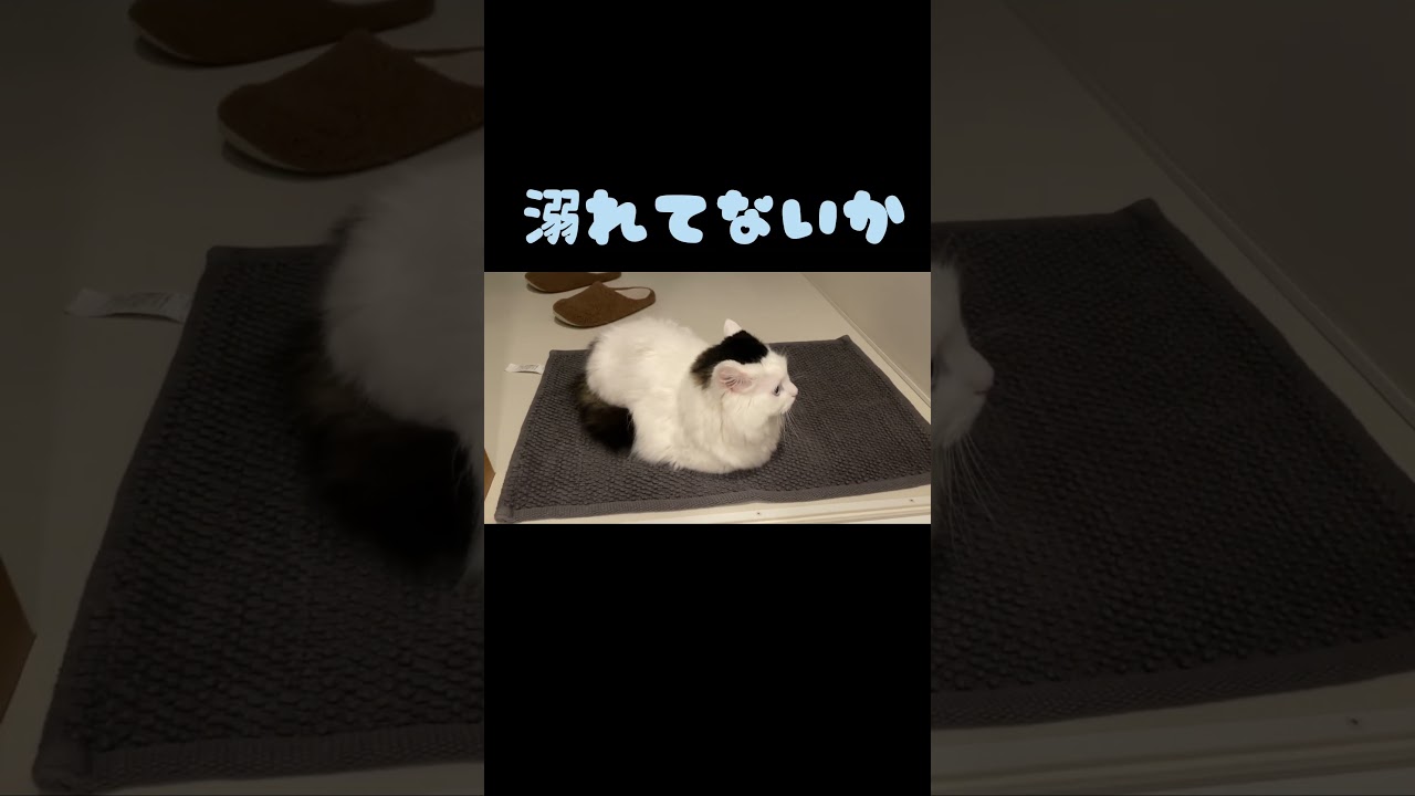 猫を飼ってると必ず遭遇する事🐈 #cat #ねこ #マンチカン長毛 #猫のいる暮らし #短足マンチカン #マンチカン #shorts