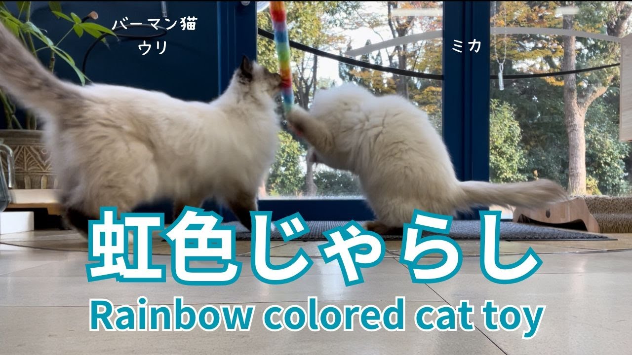 バーマン猫ラフとミカとウリ【虹色じゃらし】Rainbow colored cat toy（バーマン猫）Birman/Cat