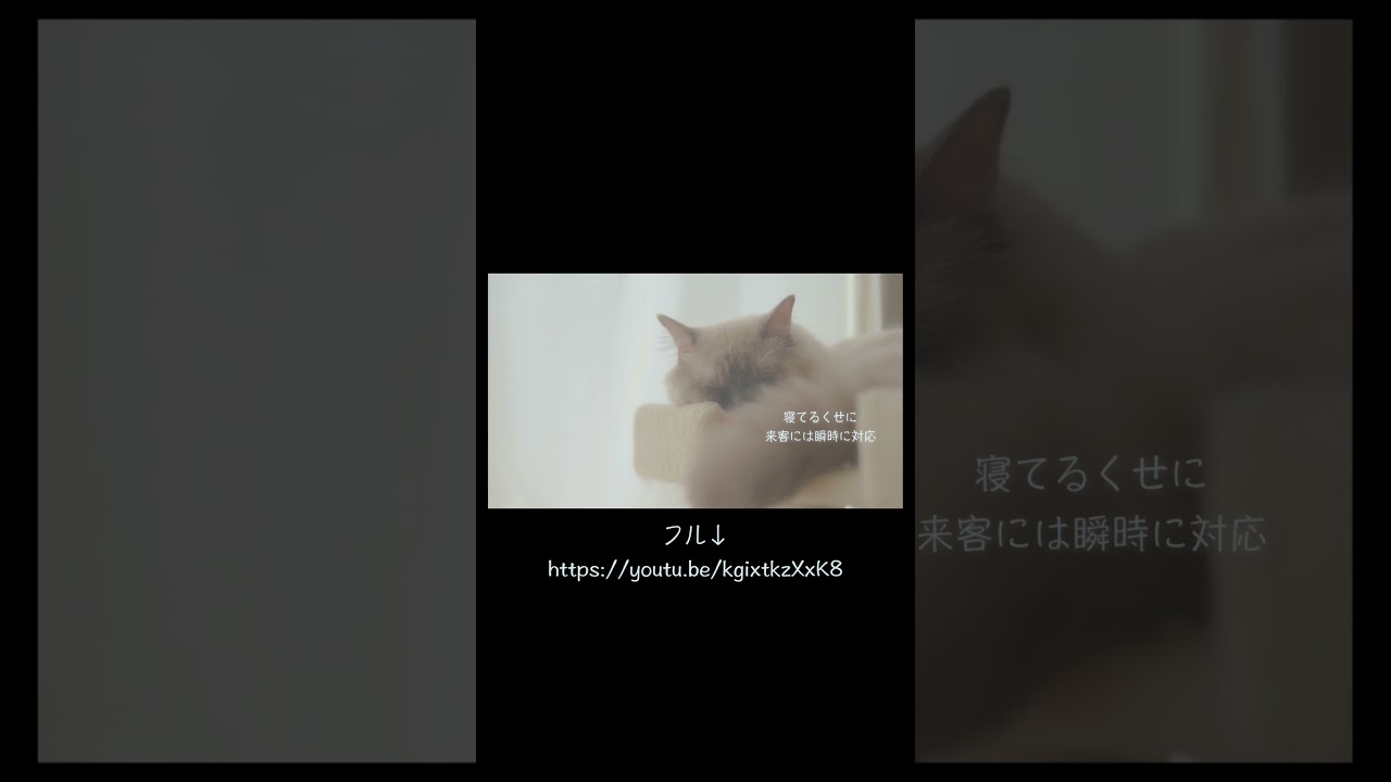 どうやって気づいたの？笑　#猫 #ラグドール #ragdollcat