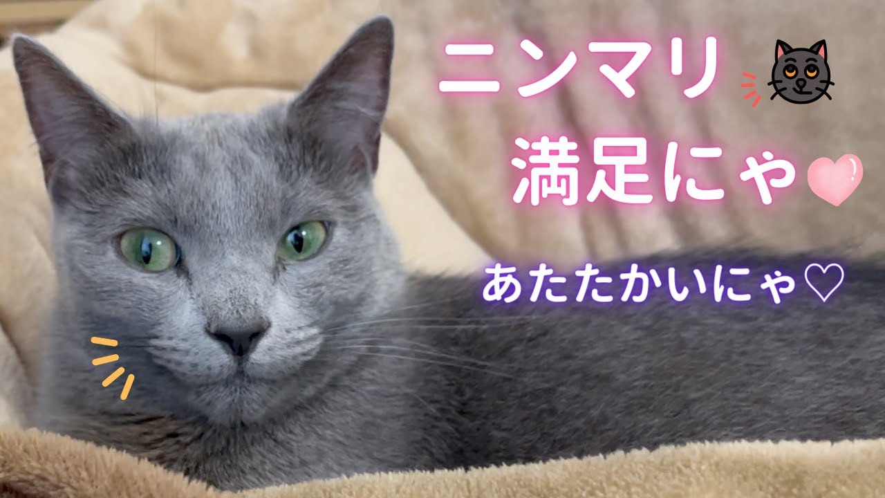 コタツに生えた猫（ロシアンブルー）