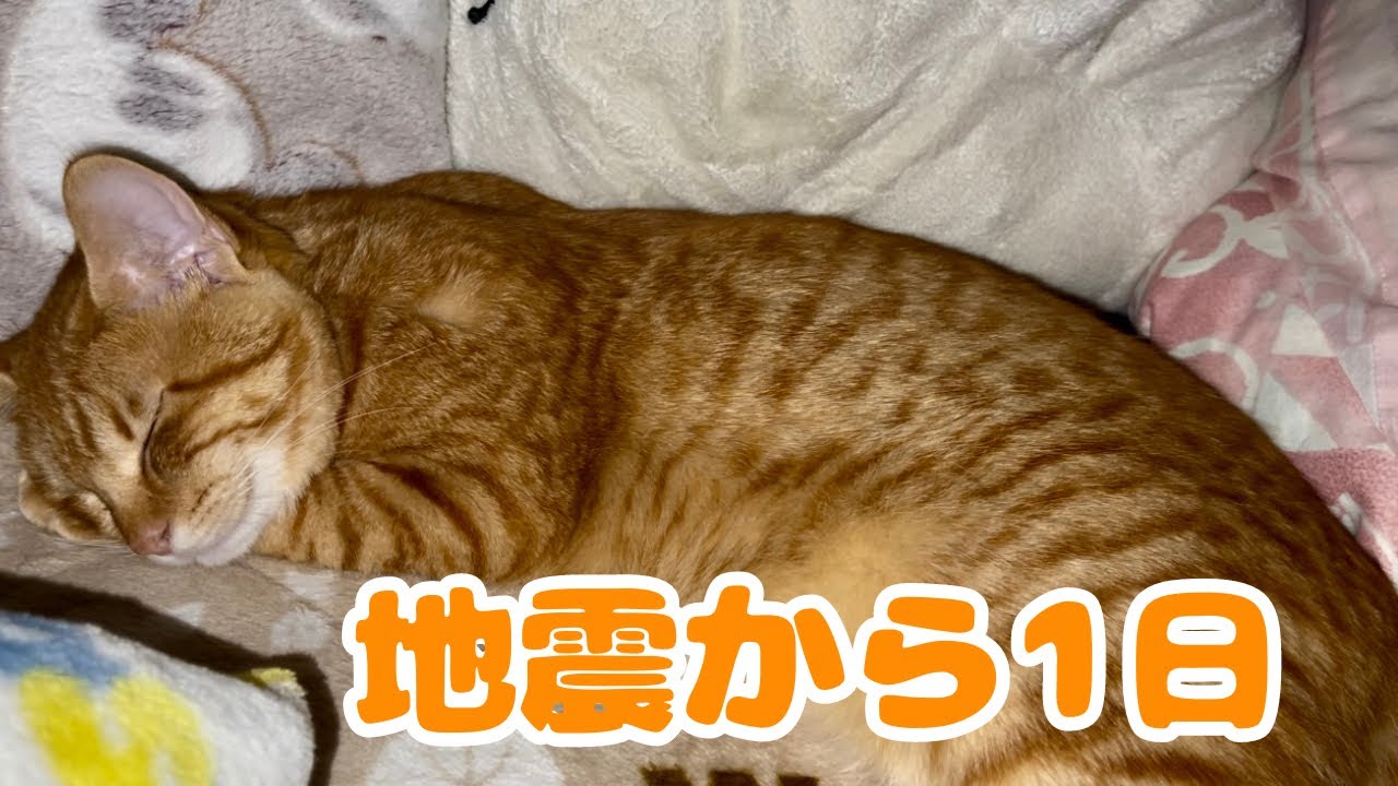 【保護猫】地震から1日経った子猫の様子がこちらです