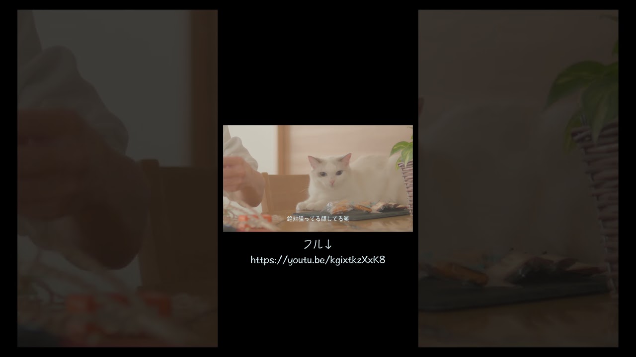 顔が分かりやすい笑　#猫 #ラグドール #ragdollcat