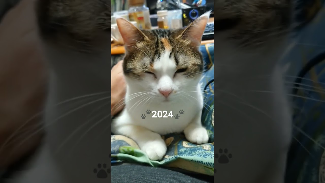 🐾2024🐾 #cat #三毛猫ひなこ 2024.1.1