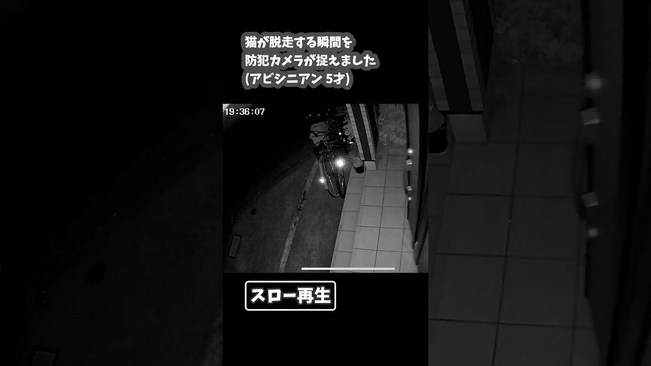 猫が脱走する瞬間を防犯カメラが捉えました #猫脱走 #アビシニアン #防犯カメラ