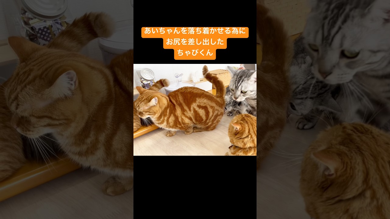意外な方法で喧嘩を仲裁した猫 #猫 #マンチカン #shorts