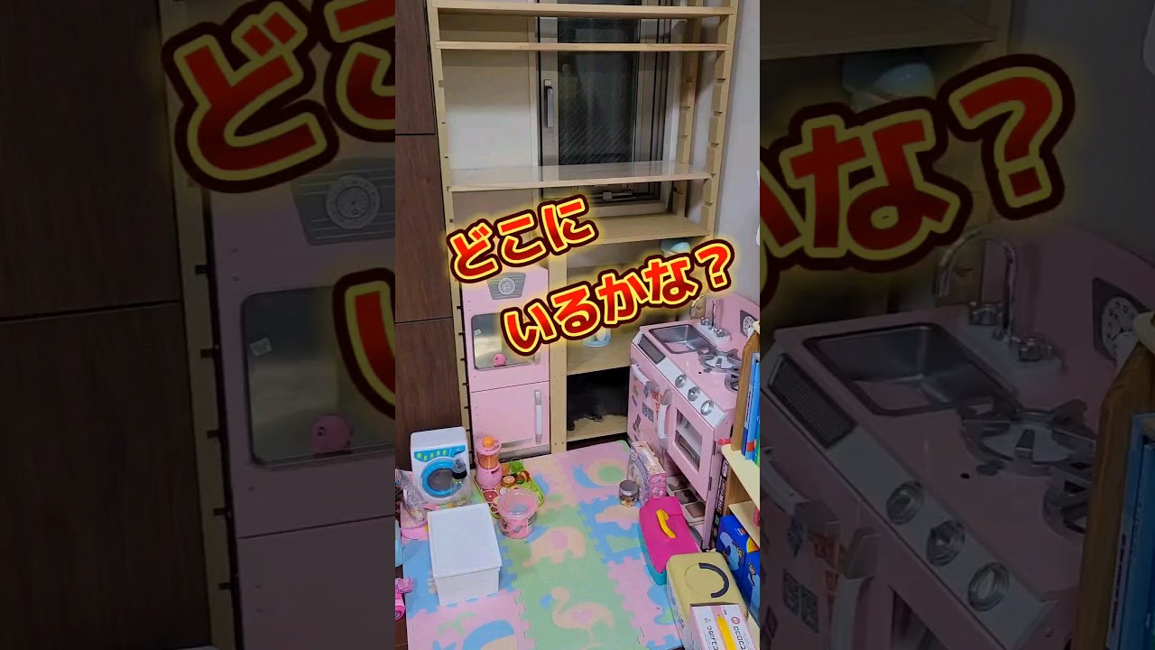 分かりましたか？【サイベリアン・キキのKIKICHANNEL】#サイベリアン #猫 #shorts