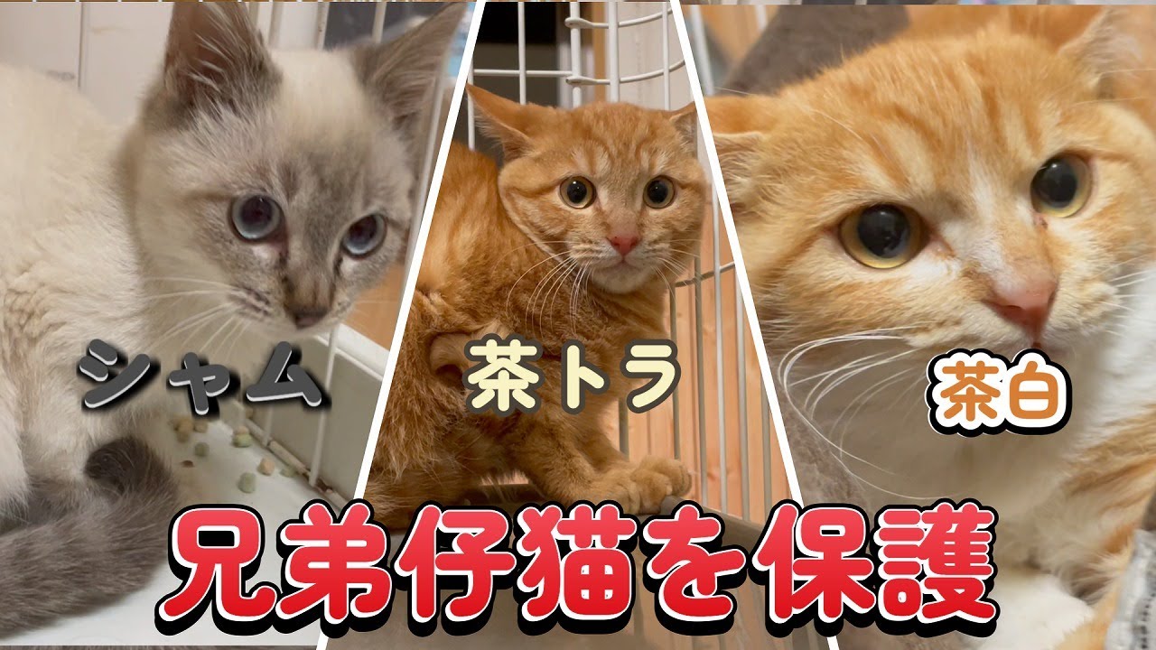 【保護猫】【里親募集】シャム猫など子猫を保護しています