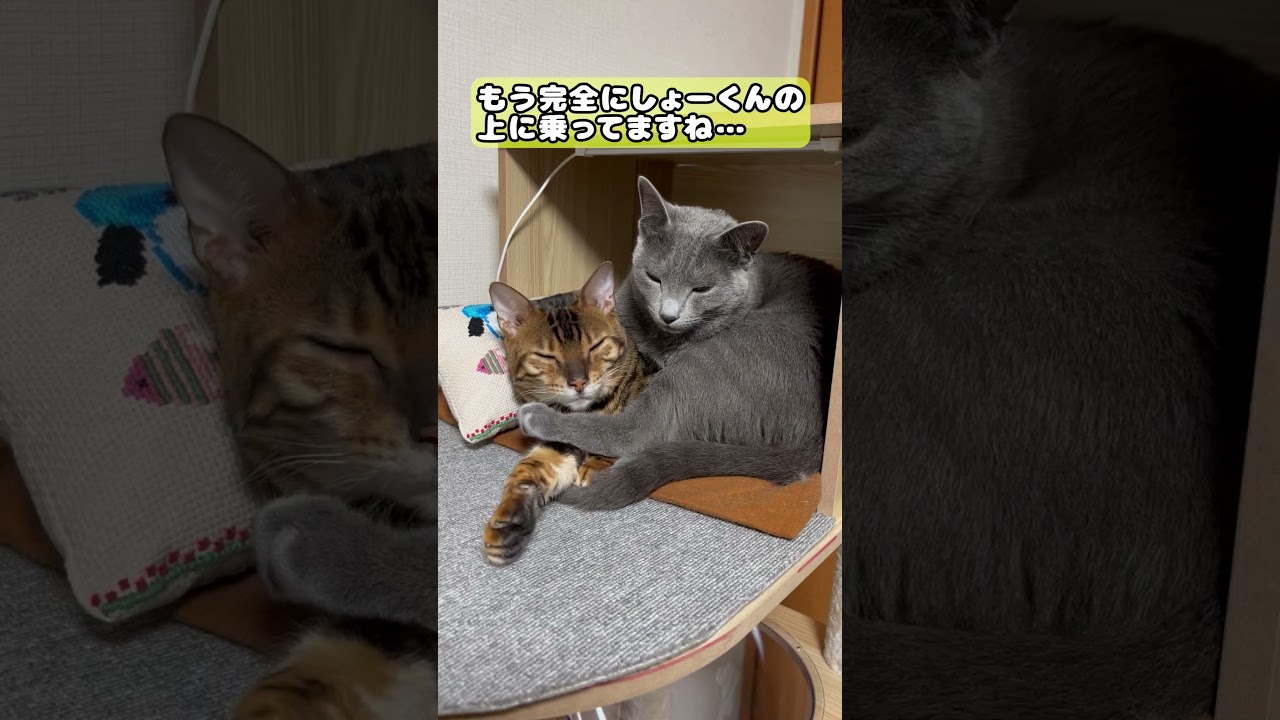 【猫】くっつきたい２匹 #cat #kawaii #ベンガル #ロシアンブルー #くっつき #癒やし