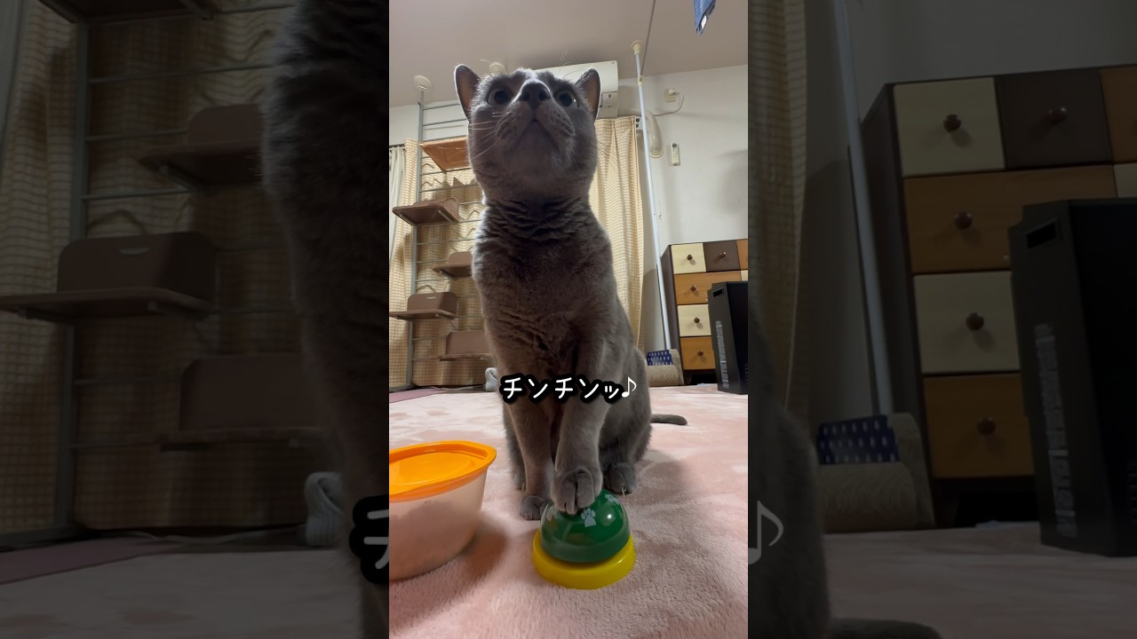 【ロシアンブルー】めろん、お食事前のルーティン...呼び鈴🛎️毎朝押してますよ🤭【猫】#shorts
