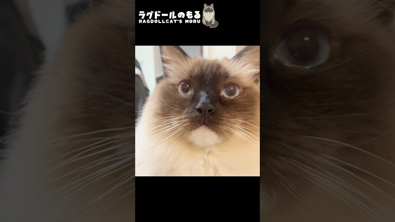 ネコを見つめ続けるとこうなる⑥