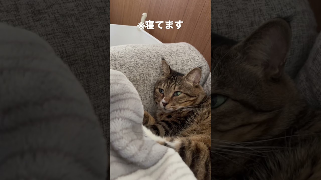 怖すぎるから目は閉じて寝てもらっていいかな⁇⁇⁇😂 #元ボス猫 #保護猫