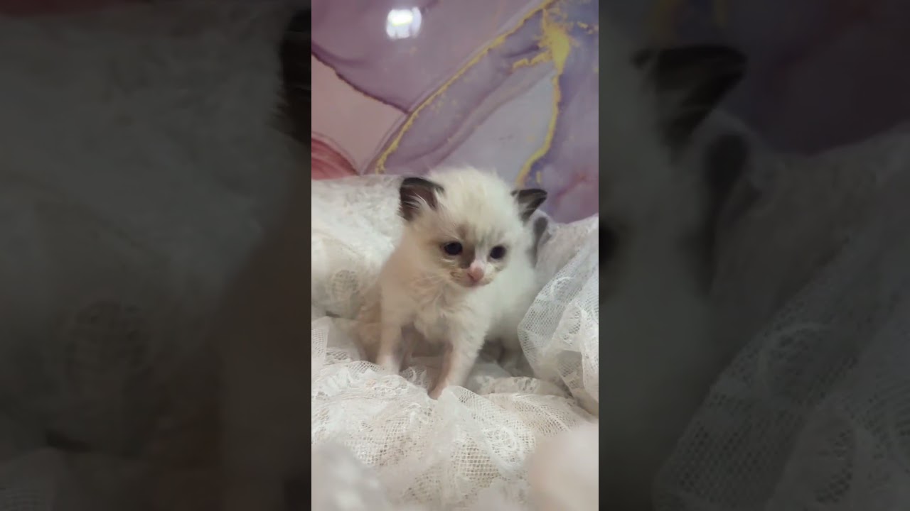 ラグドール 控えめでパパ似🎀シールポイントバイカラーの女の子❣️