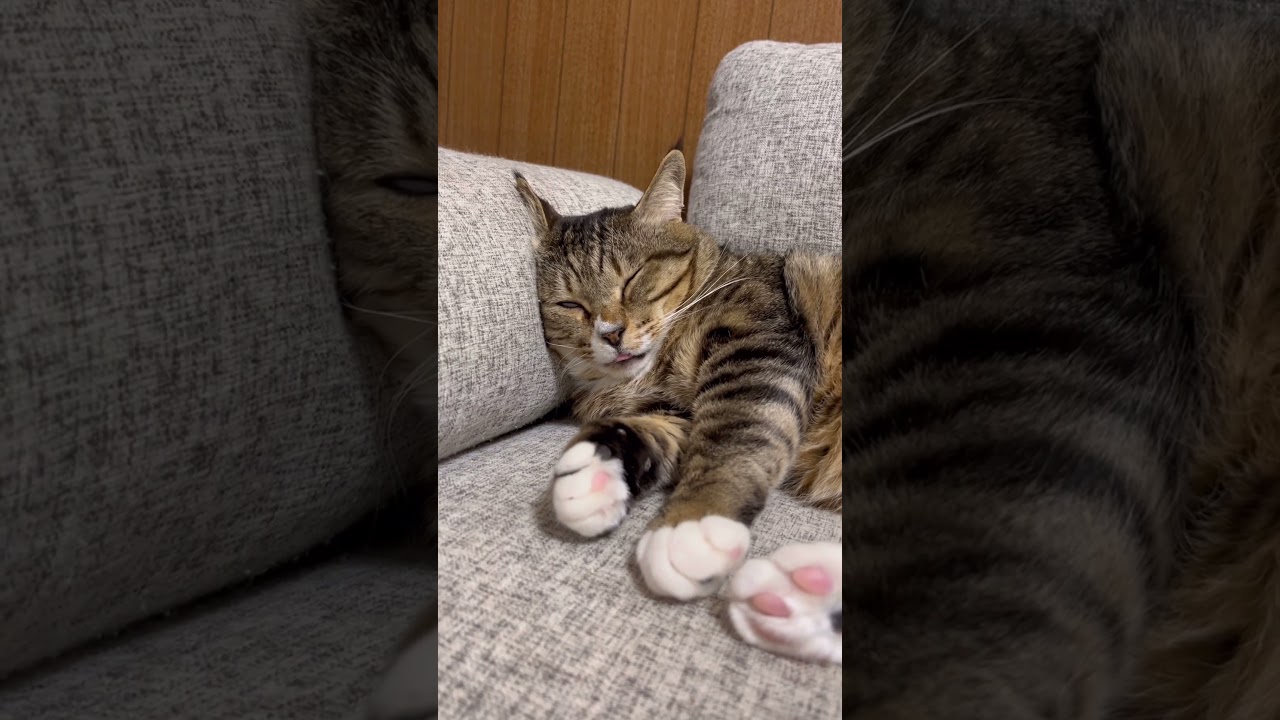 テレビ聞こえないので消しました。 #ほたて君 #保護猫 #ぬいぐるみ #元ボス猫 #一人暮らし  #ダイエット中