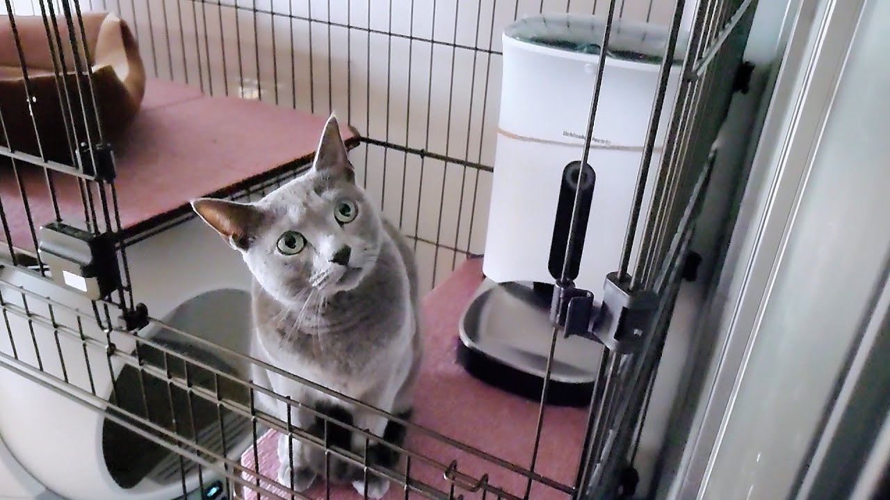 【猫動画】出かける飼い主を最後には許してくれるロシアンブルー【russianbule】Russian Blue finally forgives her owner who goes out