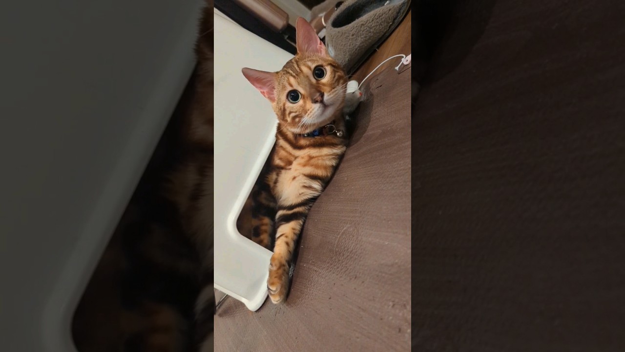 [今日からここに住む！]ベンガル風猫ちゃんうりの動かんぞ！！ #animals #ペット #shorts