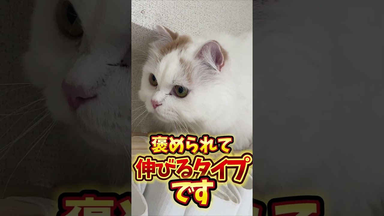 褒められて伸びます！#スコティッシュフォールド #cat #shorts