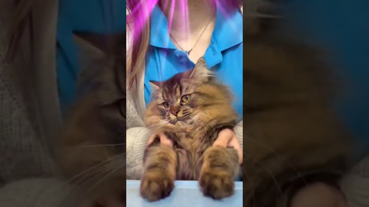 ラガマフィンちゃん😽♀️キレキレダンスの練習中😆#子猫#ラガマフィン#ペットショップティアラ