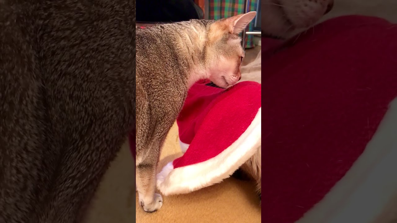 サンタ・マントに困惑するたぬき猫を助けに来たシンガプーラなのにゃ♪ #cat #シンガプーラ #トンキニーズ#たぬき猫