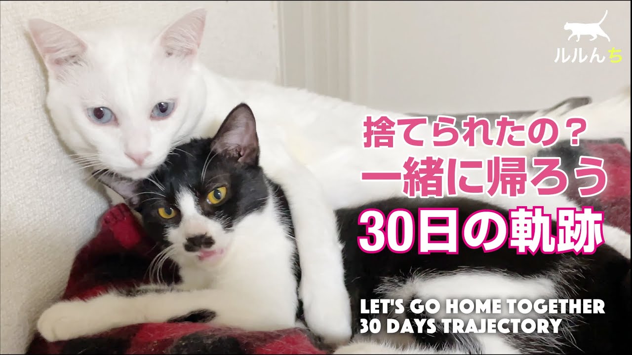 【保護猫 30日の軌跡】激痩せ子猫保護からの先住猫と子猫成長記録【English subs】