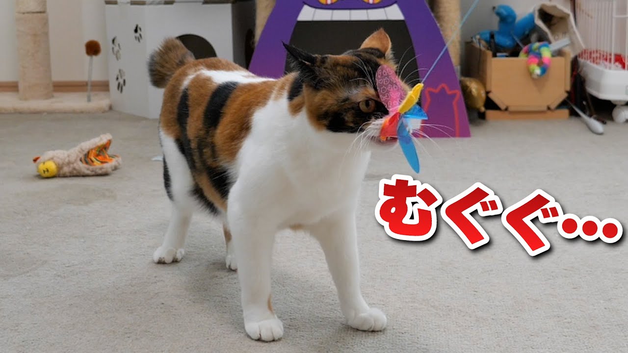 新しいおもちゃを絶対に離さない猫