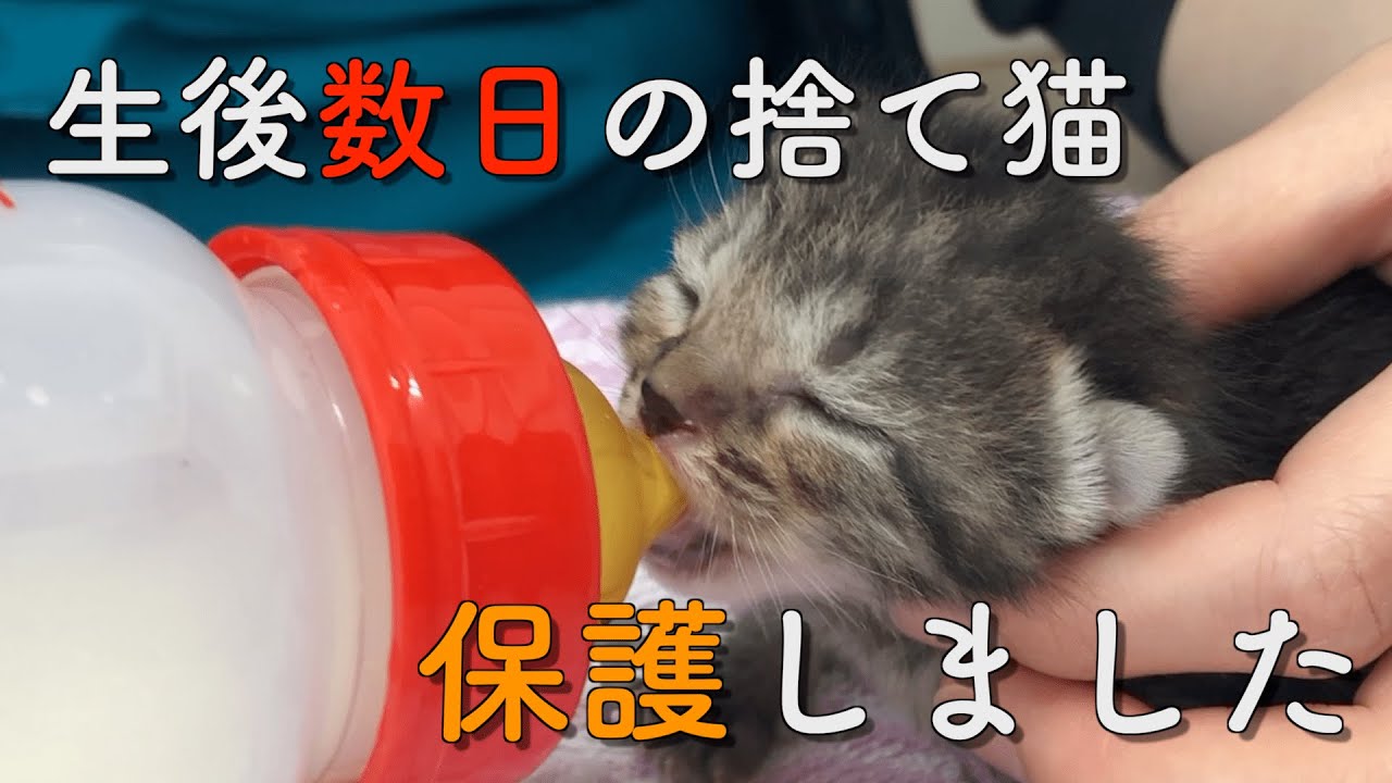 感動の奇跡！涙腺崩壊必至の捨てられた子猫の衝撃保護映像【実話・成長記録】生後から半年までの総集編