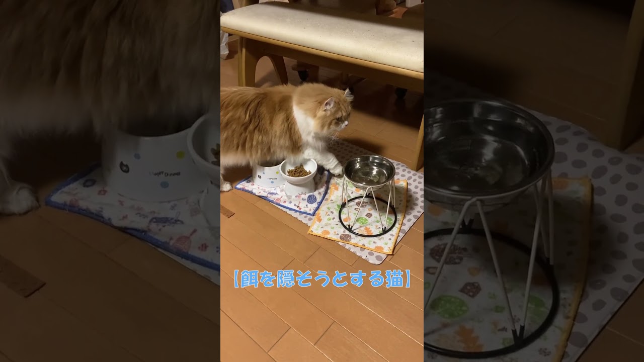 餌を隠そうとする猫 #shorts  #猫 #アメリカンカール #cat