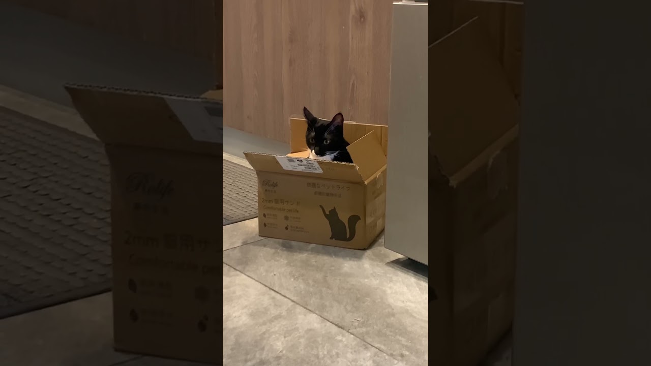 有點像邁斯威爾貓6M #小賓士日常 #cat #кошеня #gatitos #kitten #котенок #子貓 #賓士貓 #小貓 #猫ちゃん #maxwellcat
