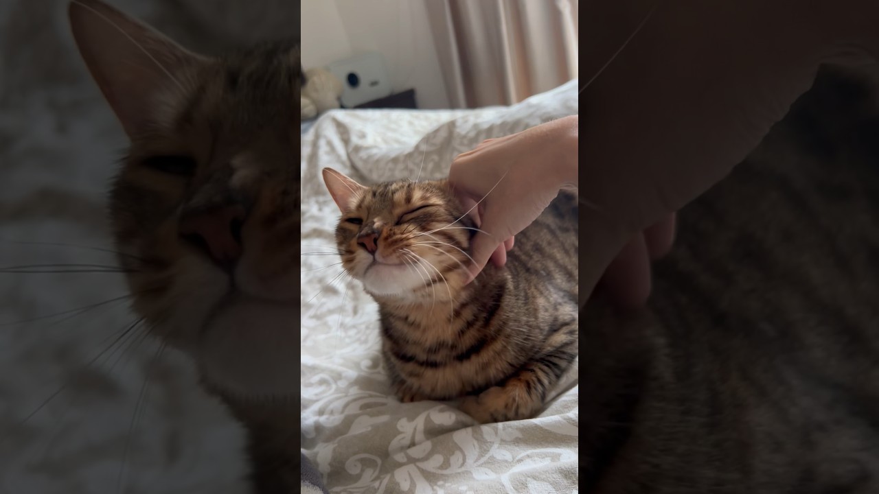 撫でると嬉しがる猫が可愛すぎる【ベンガル猫】