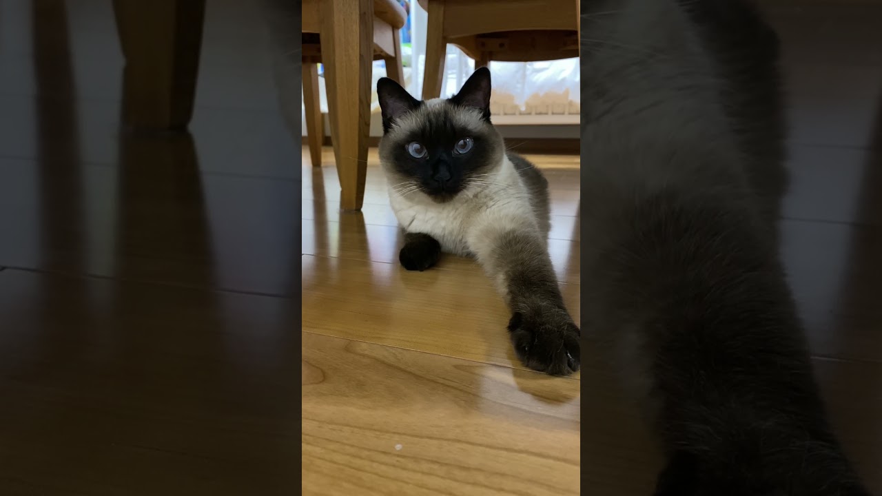 【2024.01.03】今日のシャム猫のふくさん（音無し）【たぬき猫】 #shorts