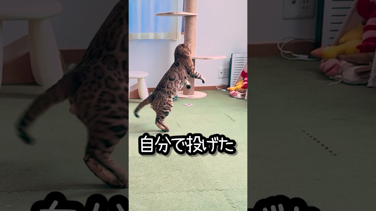 自分でおもちゃを投げて遊ぶベンガル猫 #shorts #ベンガル #猫