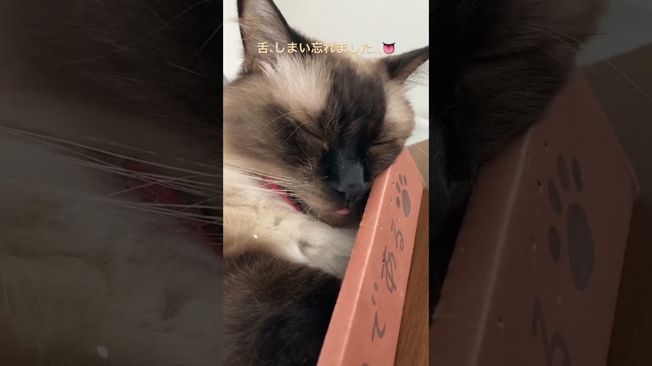 舌しまい忘れ猫🐈　#ラグドール #多頭飼い #もふもふ #ねこすたぐらむ #猫のいる暮らし #にゃんすたぐらむ