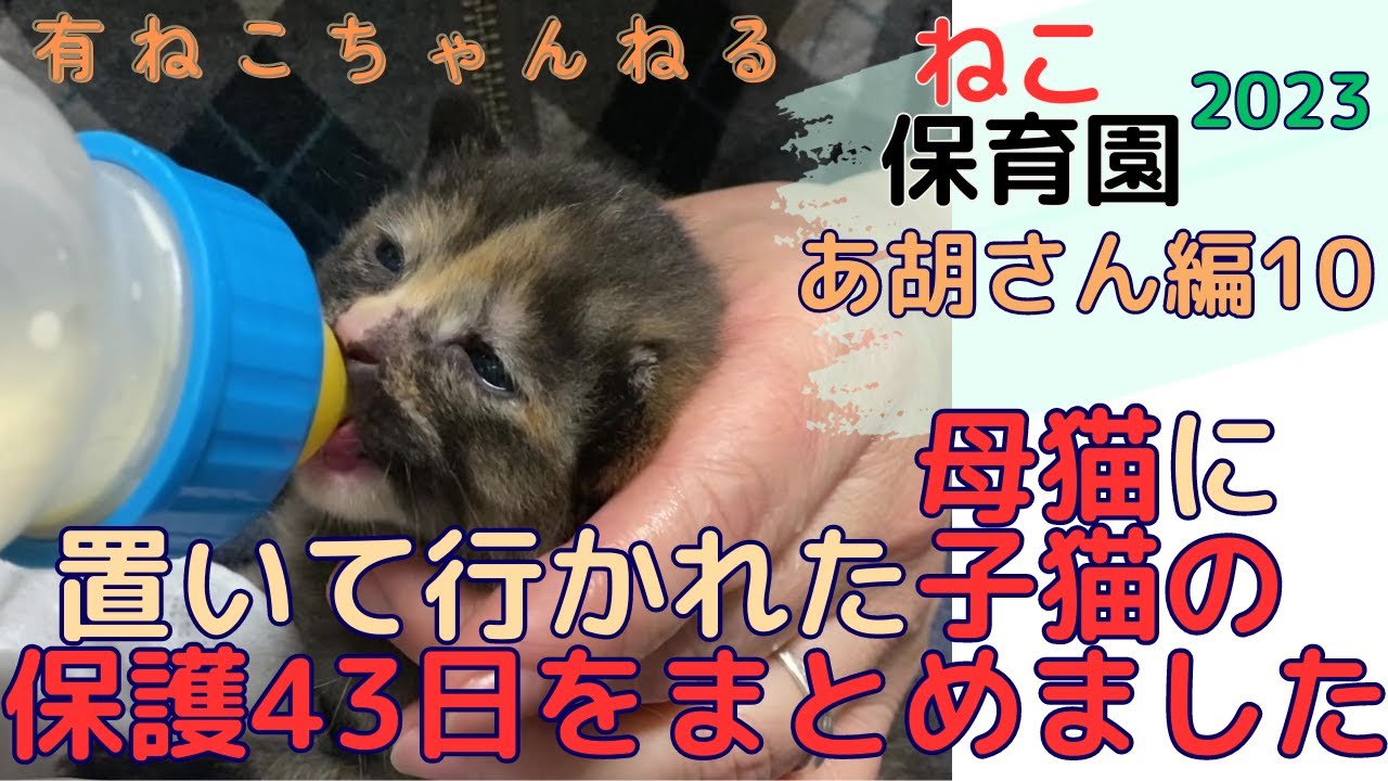 【子猫動画】『ねこ保育園』あ胡さん編10　母猫に置いて行かれた子猫の保護43日間をまとめました♥ #子猫 #cat 保護猫