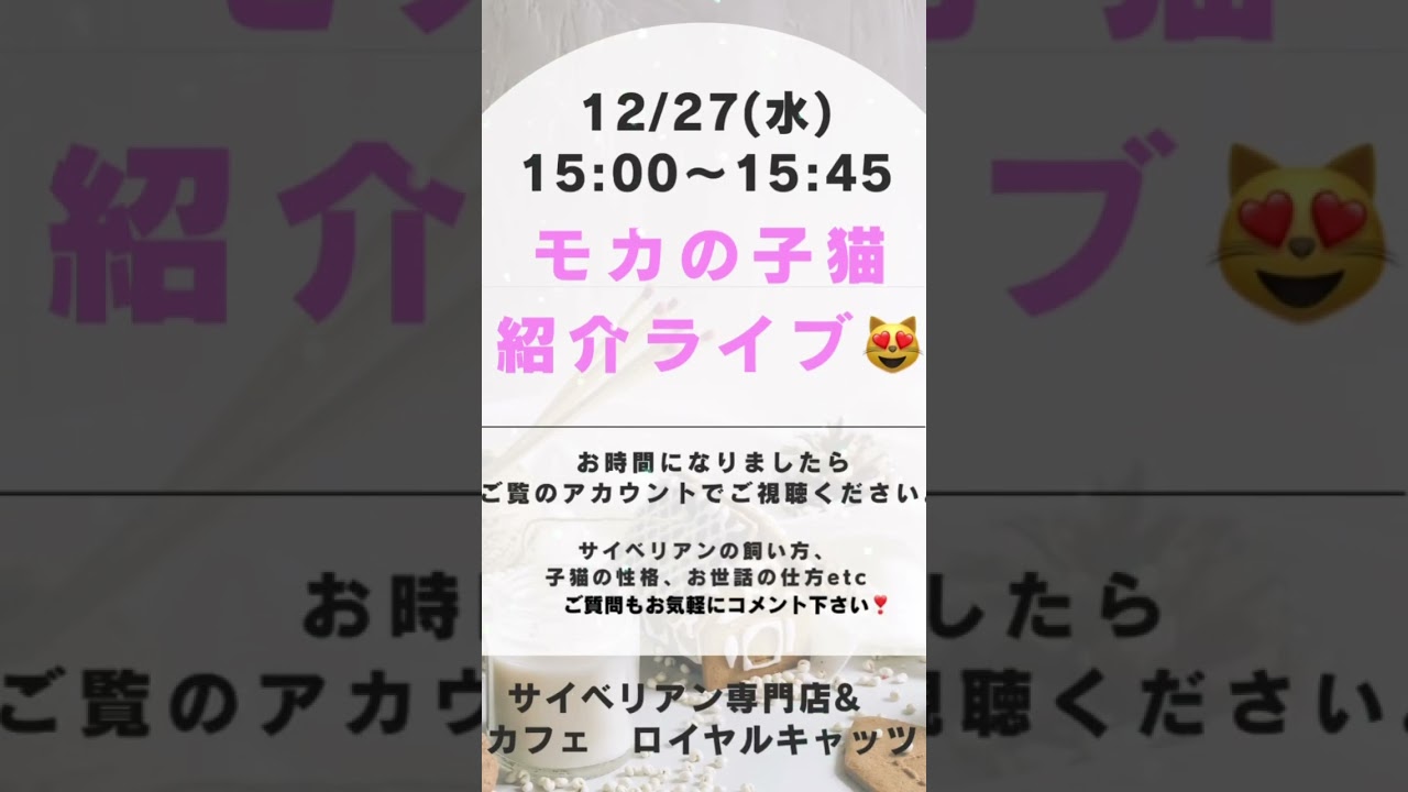 明日水曜日はサイベリアン子猫の紹介ライブ❣️吉祥寺のロイヤルキャッツでモカのライブ配信を明日します！ ご覧のアカウントから見てね❣️#サイベリアン #子猫 #ねこ
